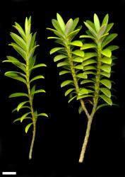 Veronica rigidula. Sprigs, var. rigidula (left) and var. sulcata (right). Scale = 10 mm.
 Image: M.J. Bayly & A.V. Kellow © Te Papa CC-BY-NC 3.0 NZ